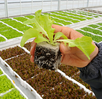 Agriculture