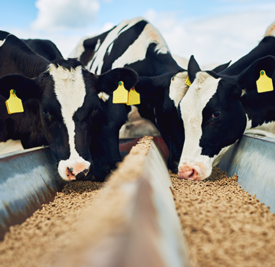 Animal Feed